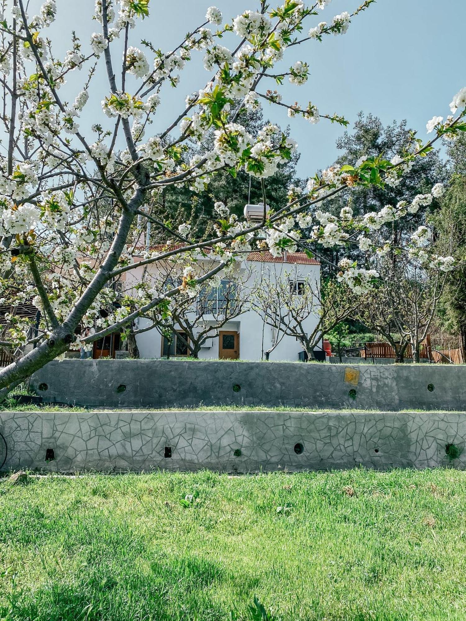 Milea Mansion Villa Lemesós Eksteriør bilde
